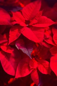 Preview wallpaper plant, leaves, red, blur, shadows