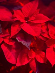 Preview wallpaper plant, leaves, red, blur, shadows