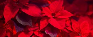 Preview wallpaper plant, leaves, red, blur, shadows