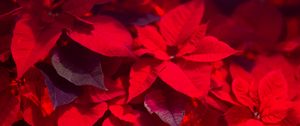 Preview wallpaper plant, leaves, red, blur, shadows