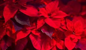 Preview wallpaper plant, leaves, red, blur, shadows