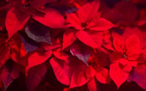 Preview wallpaper plant, leaves, red, blur, shadows
