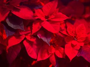 Preview wallpaper plant, leaves, red, blur, shadows