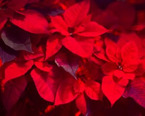 Preview wallpaper plant, leaves, red, blur, shadows