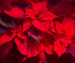 Preview wallpaper plant, leaves, red, blur, shadows