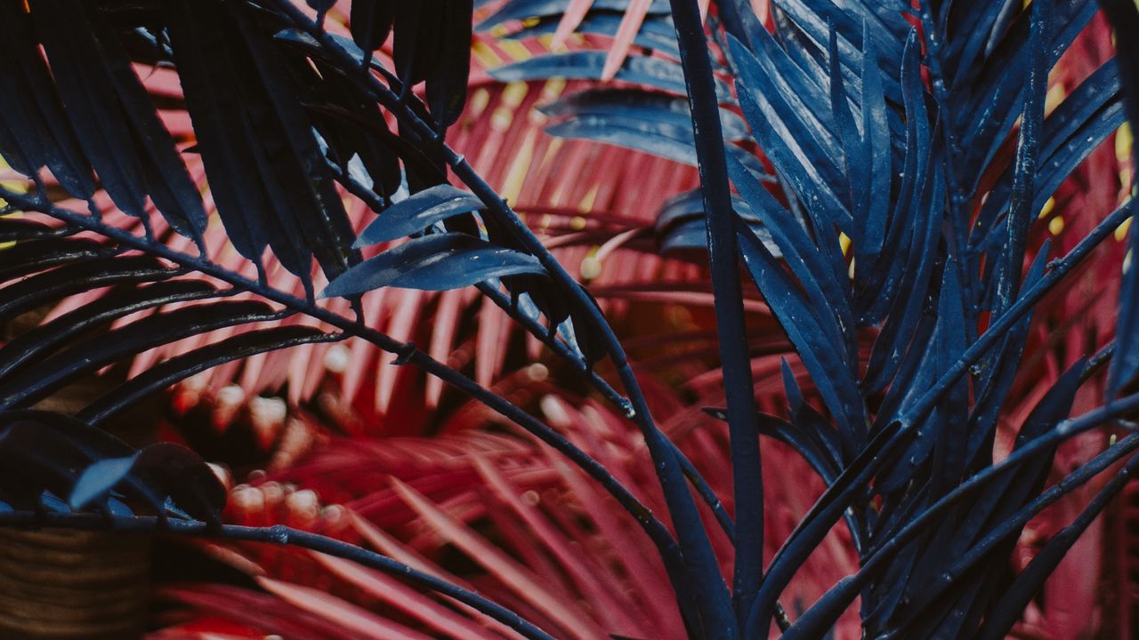 Wallpaper plant, leaves, red, blue
