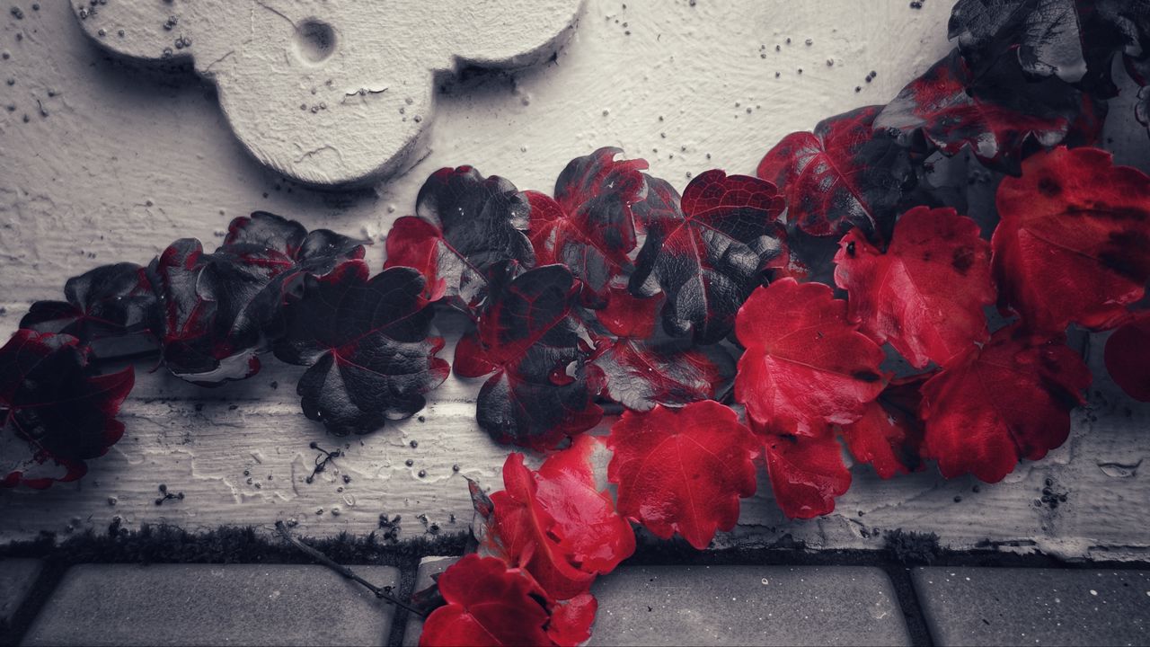 Wallpaper plant, leaves, red, vine, wall