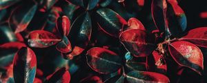 Preview wallpaper plant, leaves, red, green, bush