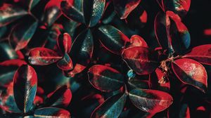 Preview wallpaper plant, leaves, red, green, bush