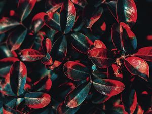 Preview wallpaper plant, leaves, red, green, bush