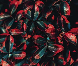 Preview wallpaper plant, leaves, red, green, bush