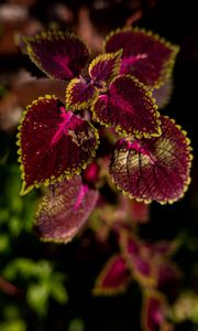 Preview wallpaper plant, leaves, red