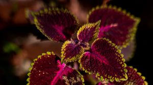 Preview wallpaper plant, leaves, red