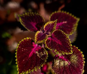 Preview wallpaper plant, leaves, red