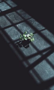 Preview wallpaper plant, leaves, shadow, light