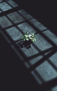 Preview wallpaper plant, leaves, shadow, light