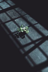 Preview wallpaper plant, leaves, shadow, light