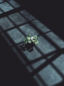 Preview wallpaper plant, leaves, shadow, light