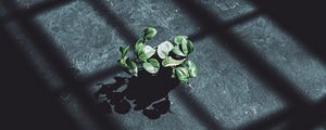 Preview wallpaper plant, leaves, shadow, light