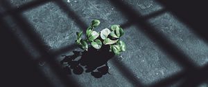 Preview wallpaper plant, leaves, shadow, light