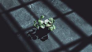 Preview wallpaper plant, leaves, shadow, light