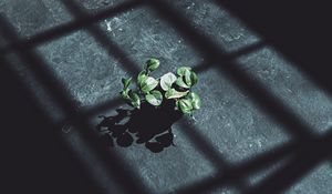 Preview wallpaper plant, leaves, shadow, light