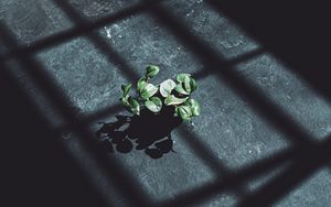 Preview wallpaper plant, leaves, shadow, light