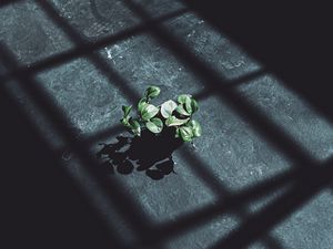 Preview wallpaper plant, leaves, shadow, light