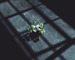Preview wallpaper plant, leaves, shadow, light