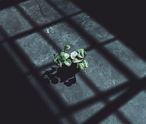 Preview wallpaper plant, leaves, shadow, light