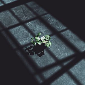 Preview wallpaper plant, leaves, shadow, light