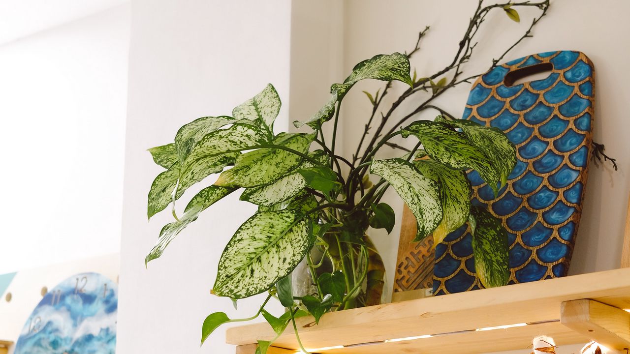 Wallpaper plant, leaves, shelves, decor