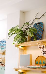 Preview wallpaper plant, leaves, shelves, decor