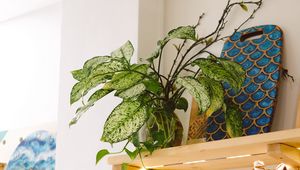 Preview wallpaper plant, leaves, shelves, decor