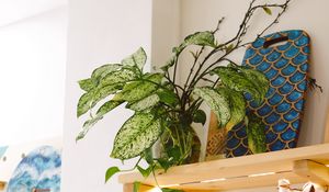 Preview wallpaper plant, leaves, shelves, decor