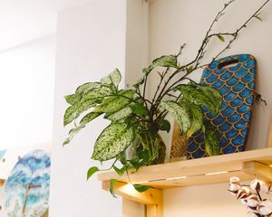 Preview wallpaper plant, leaves, shelves, decor
