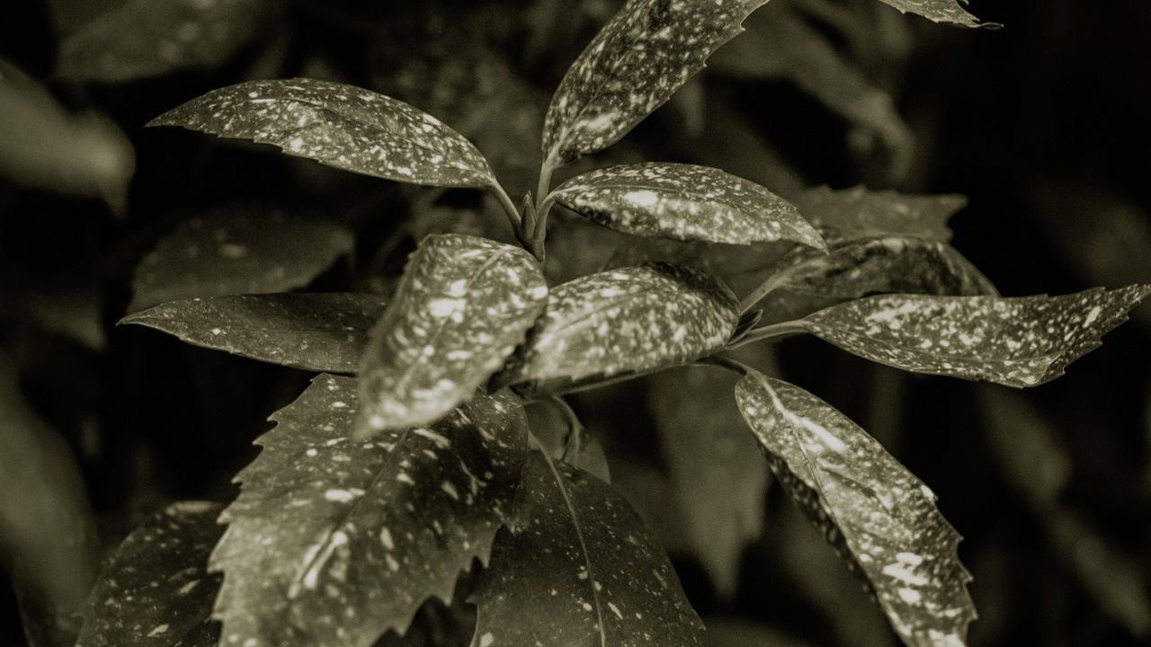 Wallpaper plant, leaves, spots, green, white