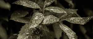 Preview wallpaper plant, leaves, spots, green, white
