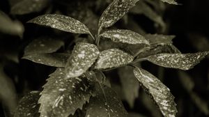 Preview wallpaper plant, leaves, spots, green, white
