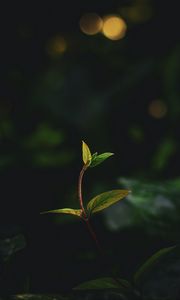 Preview wallpaper plant, leaves, stem, veins