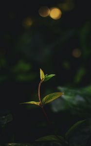 Preview wallpaper plant, leaves, stem, veins