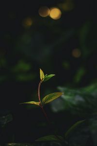 Preview wallpaper plant, leaves, stem, veins