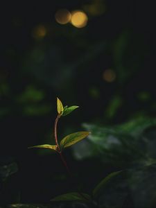 Preview wallpaper plant, leaves, stem, veins