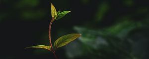 Preview wallpaper plant, leaves, stem, veins