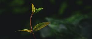 Preview wallpaper plant, leaves, stem, veins