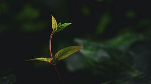 Preview wallpaper plant, leaves, stem, veins