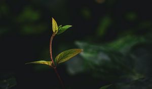Preview wallpaper plant, leaves, stem, veins