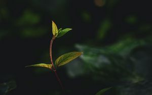 Preview wallpaper plant, leaves, stem, veins