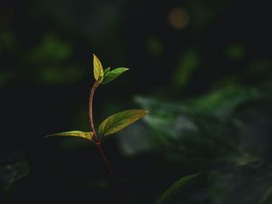 Preview wallpaper plant, leaves, stem, veins