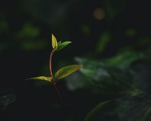 Preview wallpaper plant, leaves, stem, veins